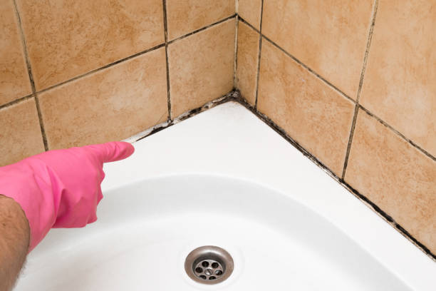 Best Industrial Mold Remediation in Melrose Park, NY